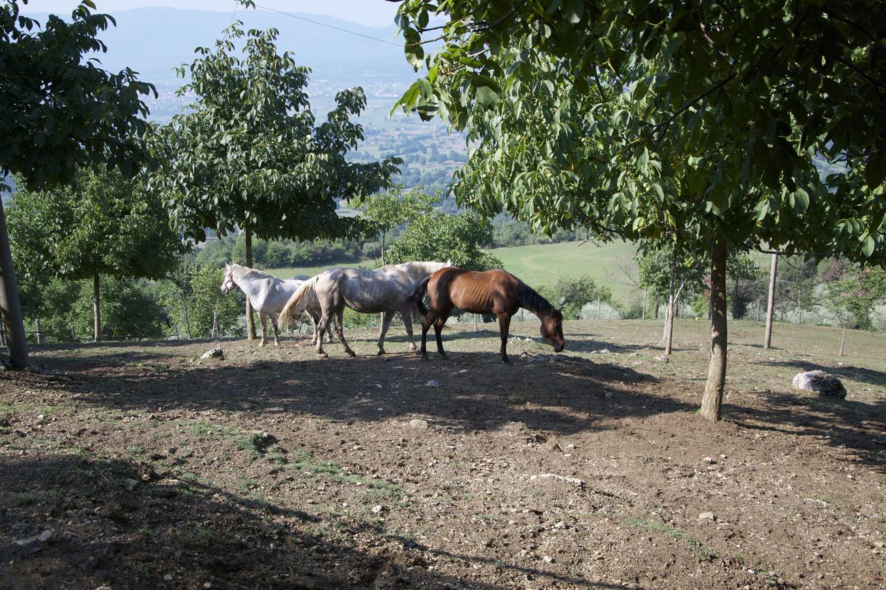 Fattoria Alvaneta Padula Eksteriør bilde